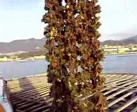 how to harvest oysters