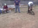 Club Puppy Play Time Club Puppy Play Time