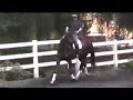 Da Capo, 4 yr old Westphalian gelding, 17.2 hds