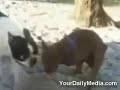 Horny Odie The Wonder Dog
