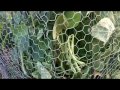 A Special Garden Hello and a Thank You