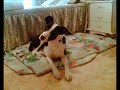 Pluto, en busca del hogar so�ado ( Adoptado por mi )
