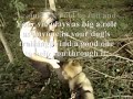 Beginning training of a Trailing Dog