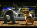 kelinci VS hamster