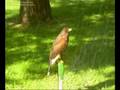 videos de CETRERIA, control de aves, falconscontrol
