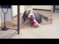 Dog plays with Bret Michaels Toy