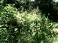 AIRSOFT CAPTURE THE FLAG PART 2
