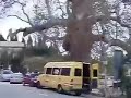 a very big tree