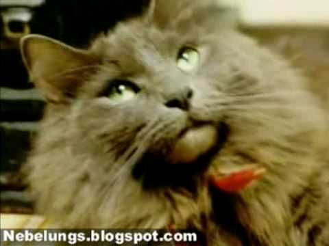Dusty the Nebelung Cat