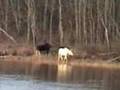 white moose