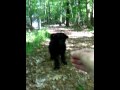 Aussiedoodle