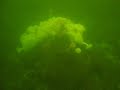 Howe Sound Herring Rebound