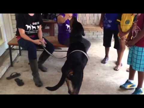 ROTWEILLER