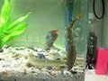 Snakehead