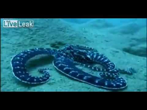 The amazing Mimic Octopus is able to mimic up to 24 marine creature