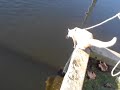 Kat die graag zwemt, geinig! Kat die graag zwemt, geinig!
