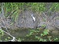 Nature:Alligators, and snake catches catfish