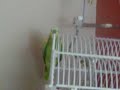 My Parrot Whistling The Andy Griffith Song