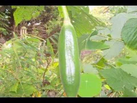 how to grow iochroma from seed