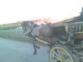 videos de magnific lusitano horse
