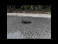 Gopher-Tortoises-Dri