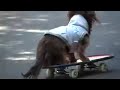 Super dog Dachshund Complete Version  ??????????????