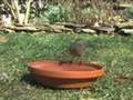 Bluebirds