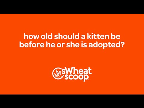 how old should a kitten be before he or she is adopted?