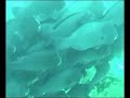 ??????Humphead Parrotfish-Hudson\
