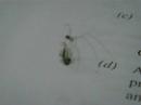 Spider spinning web round its prey... Spider spinning web round its prey...