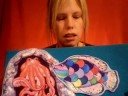 Rainbow Fish Felt Board Video Cullen\ Rainbow Fish Felt Board Video Cullen\
