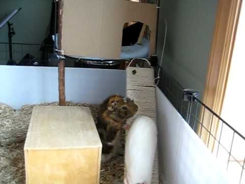 how to take care of a guinea pig ehow