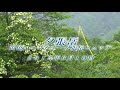 55 北海道 夕張岳6月 2015年6月10日黄色いハンカチ - 生物多様性体験保全センター 高山植物を主とした野生植物の映像集