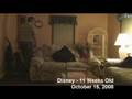 Disney - Congo African Grey Parrot