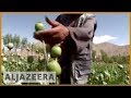 Afghan farmers growing poppies to survive - 27 Aug 07