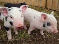 Micro pig piglets ready on 8th July 2009
