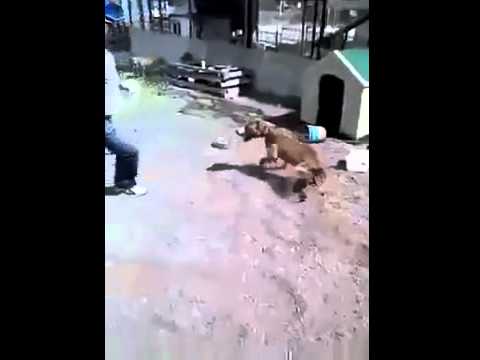 Szybka karma za drażnienie pitbulla. Kara momentalnie go dopadła