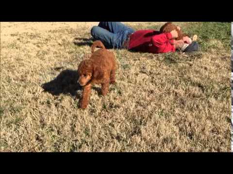 Red Standard Poodle Girls Playing