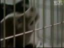 Lincoln Co. family charged with animal cruelty