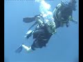 Diving with dolphins in the Red Sea, Eilat