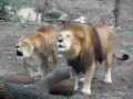 New Miracle Lioness Proclaims ALLAH