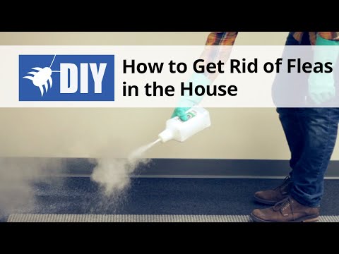 how to get rid cat fleas in the house