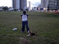 schutzhund obedience with balabanov method using a beagle video part 1