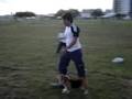 schutzhund obedience with balabanov method using a beagle video part 1