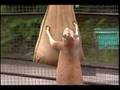 ハッチファミリーお宝映像　須坂市動物園