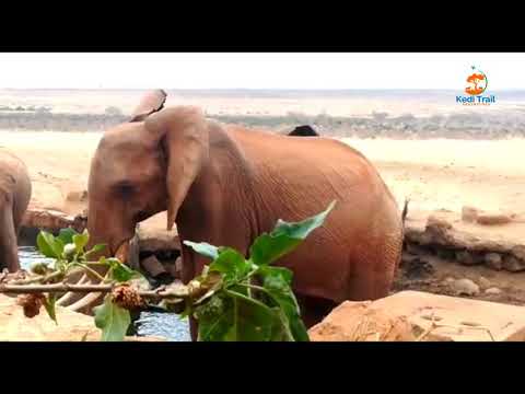 Tembos at their best