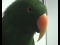 Riley the Amazing Talking Parrot 3 Riley the Amazing Talking Parrot 3