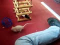 Pet rats - baby boys free-ranging.