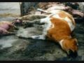 If You Eat Meat/Slaughterhouse/Vegetarian/Vegan/Acie Cargill