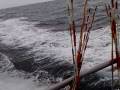 videos de Deep Sea Fishing Trip, Port Aransas, TX, clip 4